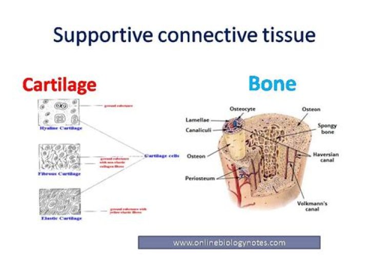 supportive connective tissue