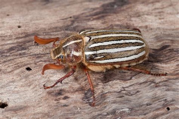 ten lined june beetle