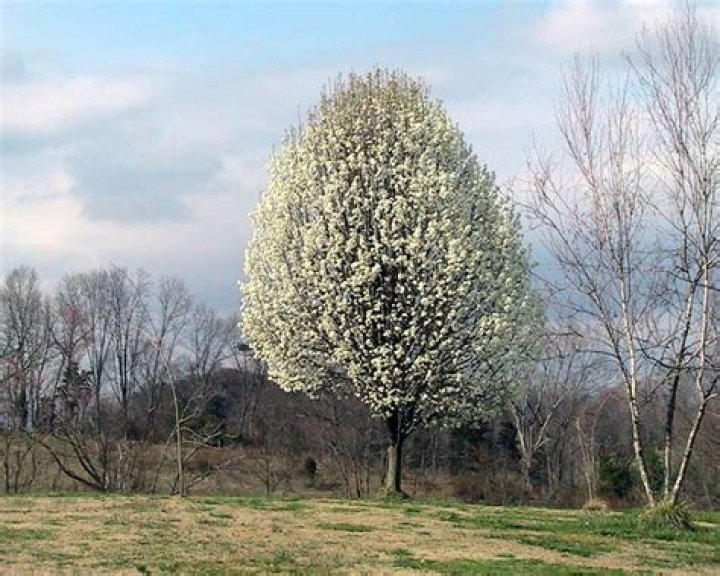 tree that smells like cum
