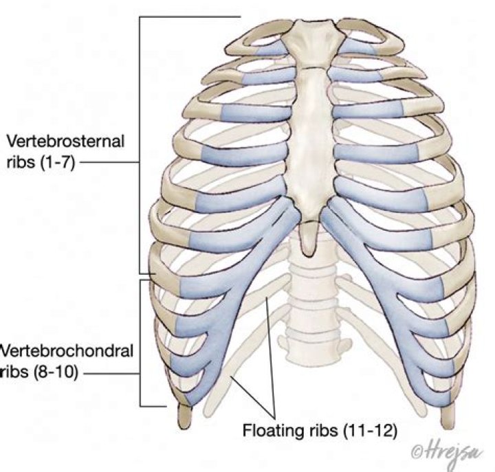 vertebrochondral ribs