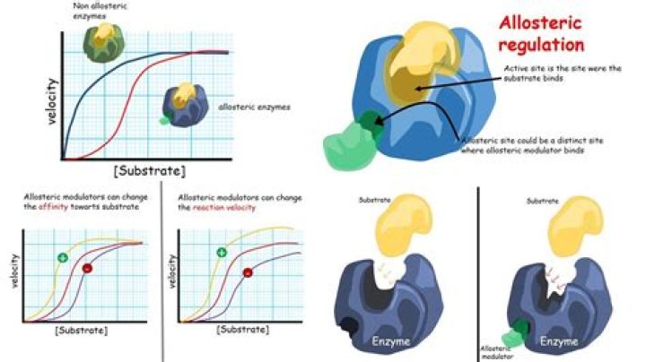 what are characteristics of allosteric enzymes?