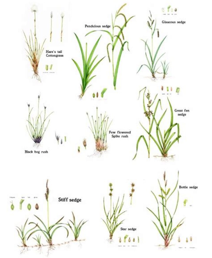 what are sedges