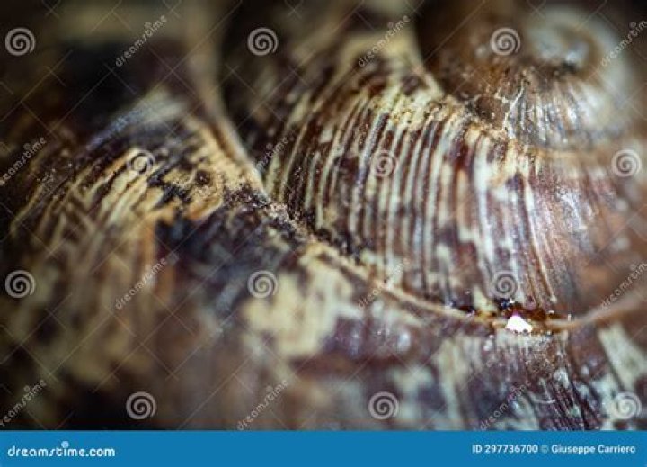 what are shells made of