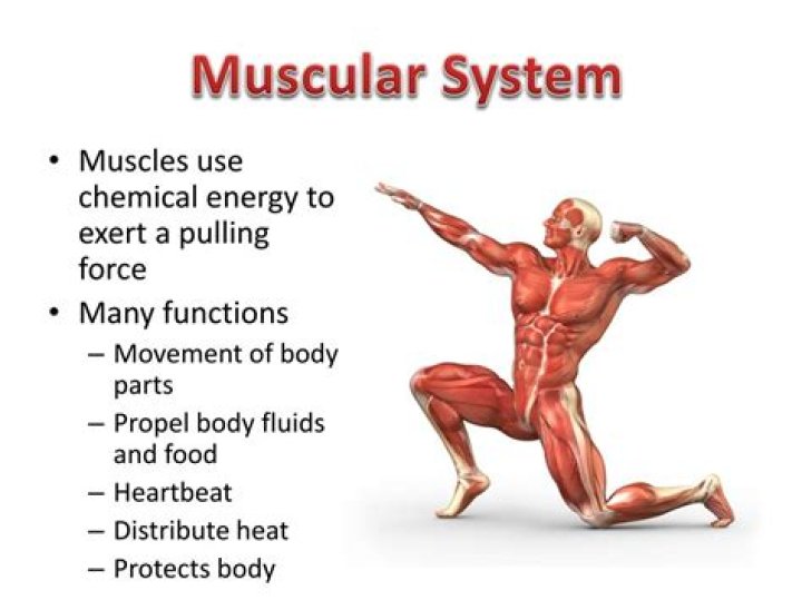 what are the functions of the muscular system?