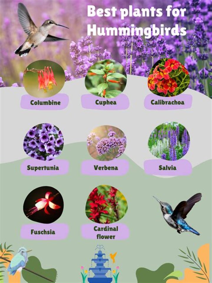 what attracts hummingbirds
