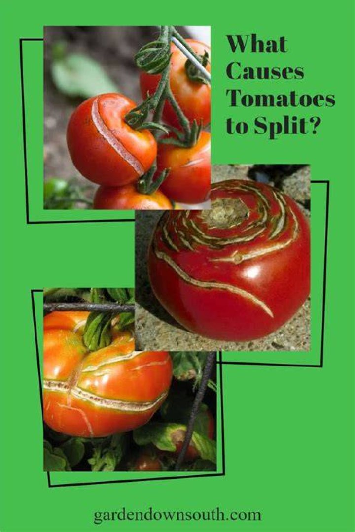 what causes tomatoes to split