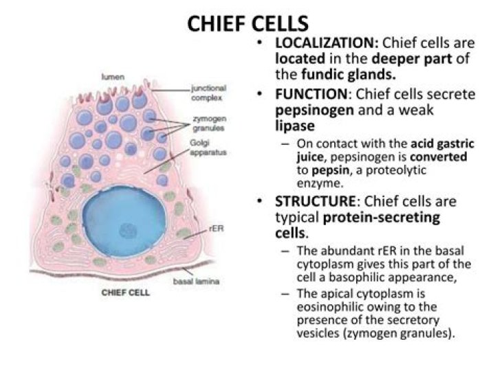 what do chief cells secrete