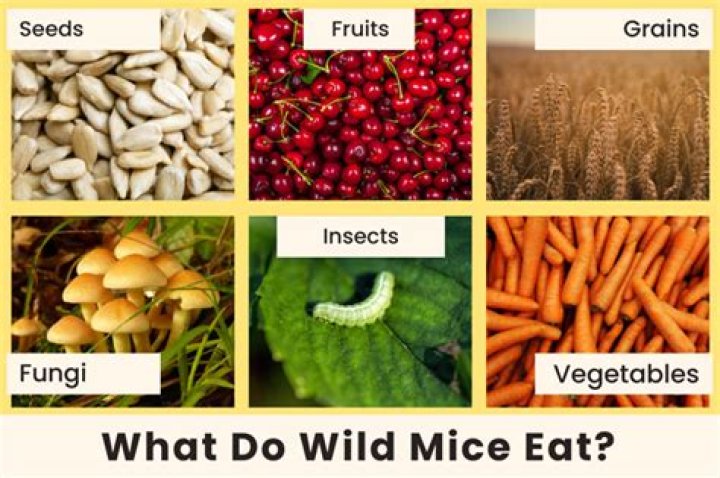 what do mice eat in the wild