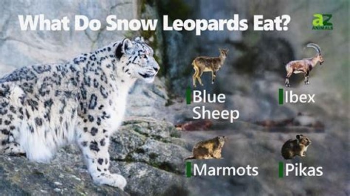 what do snow leopards eat