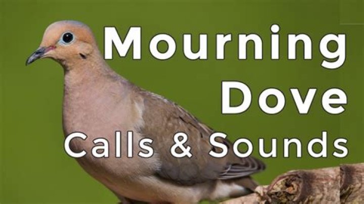what does a mourning dove sound like