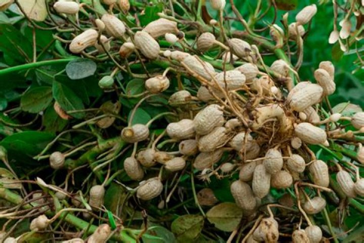 what does a peanut plant look like