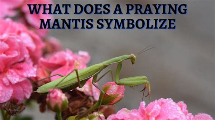 what does a praying mantis symbolize