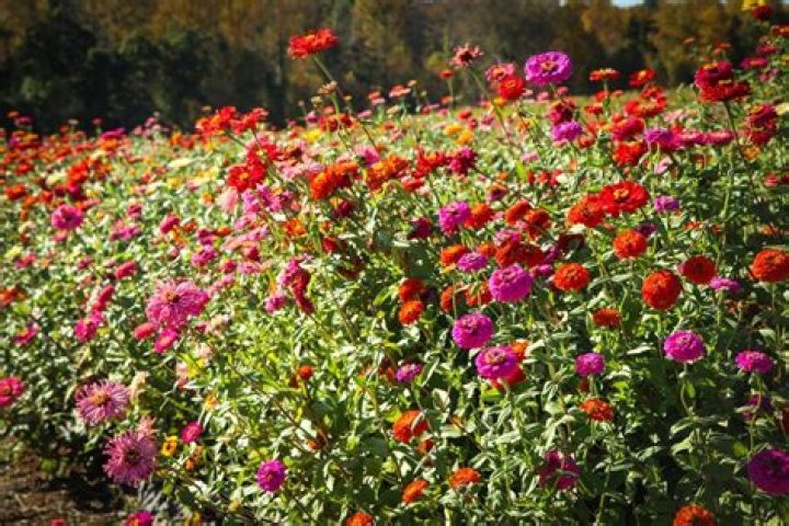what does annual plant mean