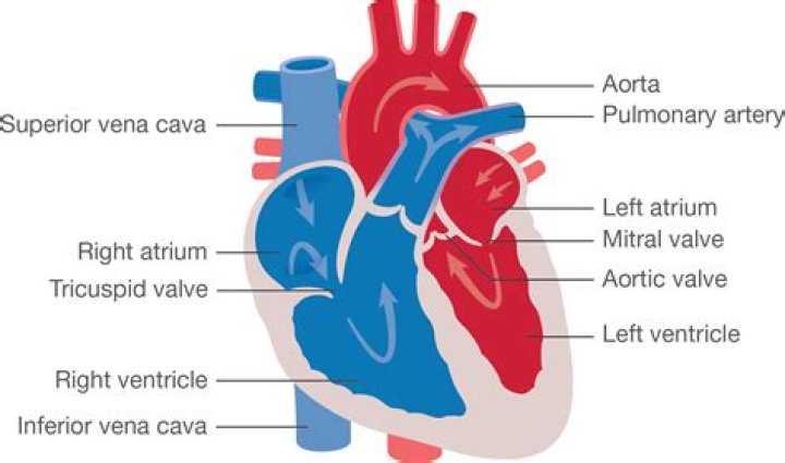what does the left ventricle do
