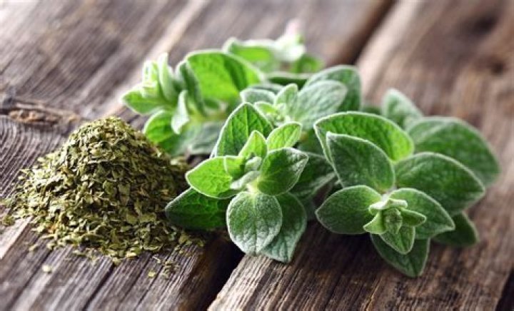 what is oregano good for