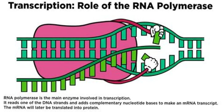 what is the function of rna polymerase?