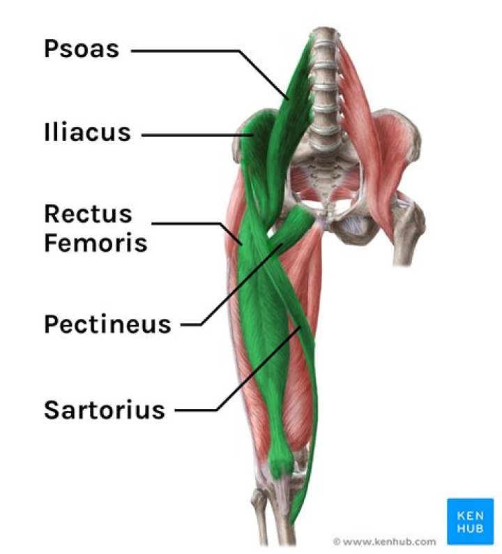 what muscle flexes the hip