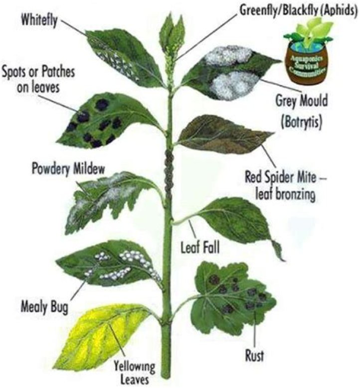 whats wrong with my plant