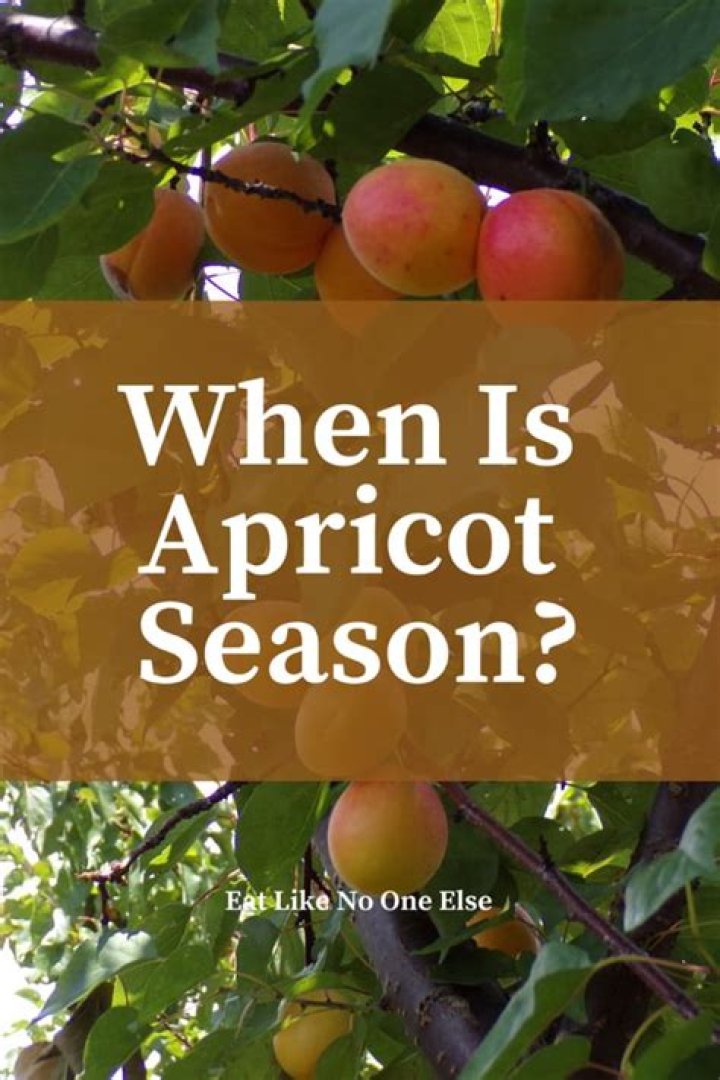 when are apricots in season