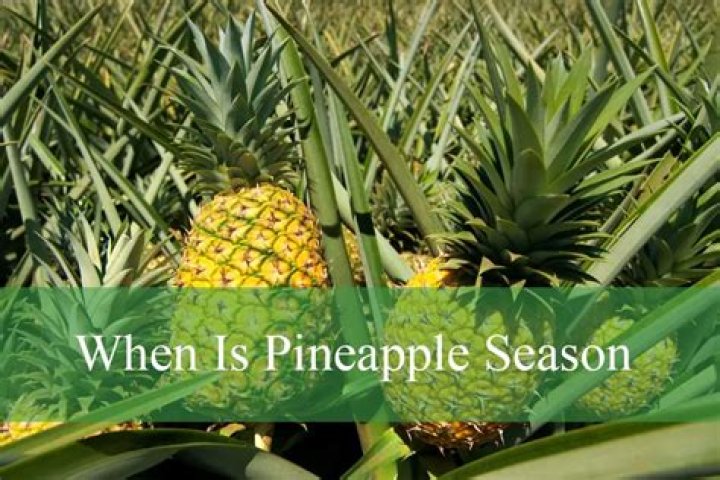 when are pineapples in season