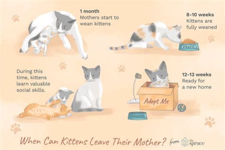 when can a kitten leave its mother