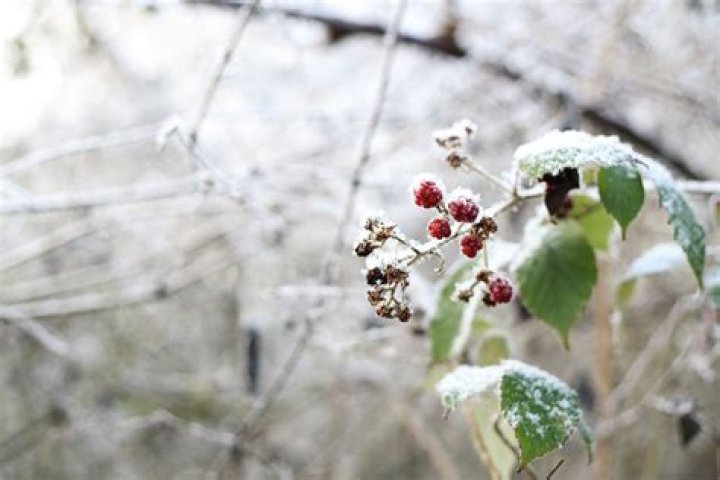 when is blackberry winter
