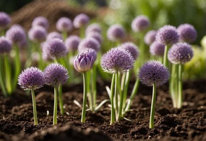 when to plant allium bulbs