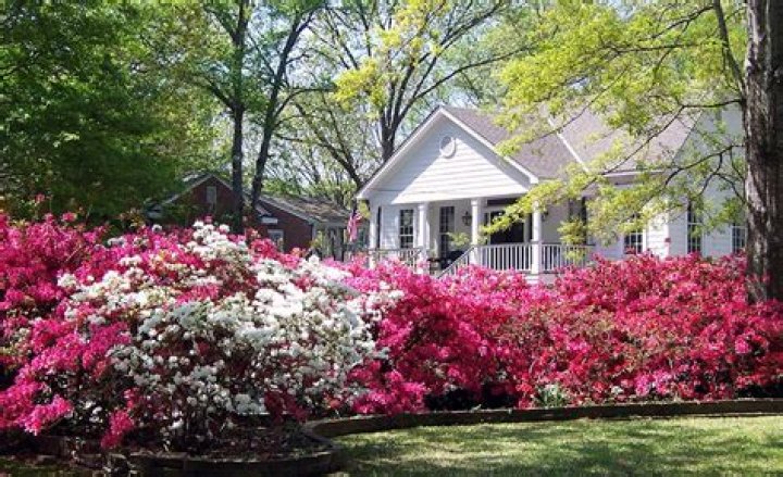 when to plant azaleas