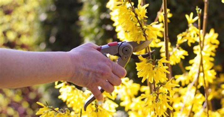 when to prune forsythia