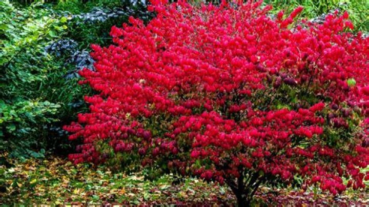 when to trim burning bush