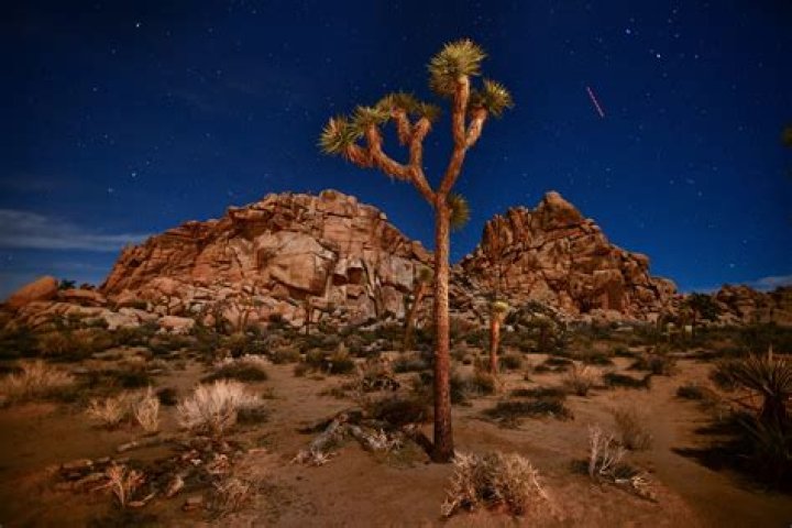 where do joshua trees grow