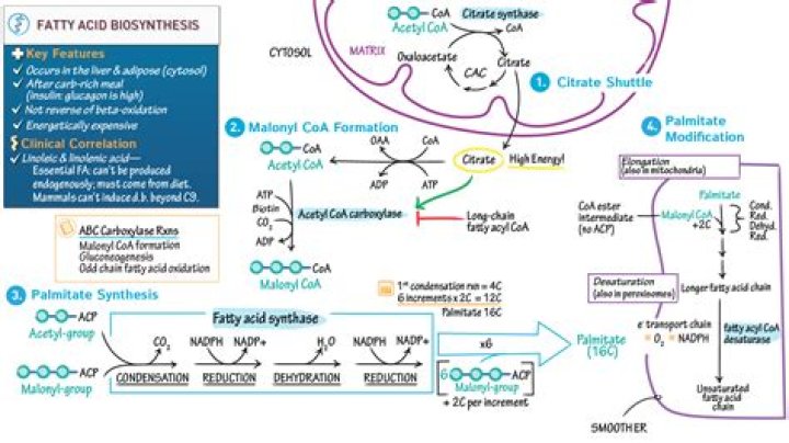 where does fatty acid synthesis occur
