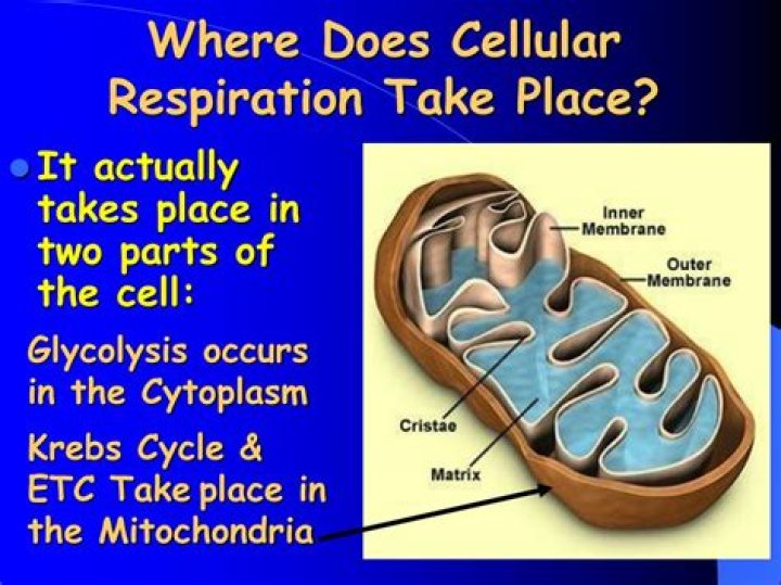 where does respiration take place