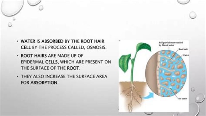 which tissue acts as a filter on the water absorbed by root hairs?