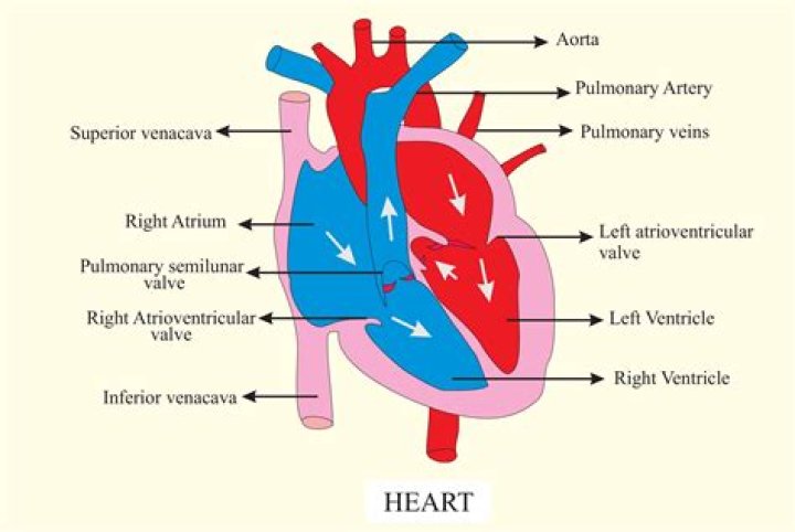 which vessel carries deoxygenated blood from cardiac circulation to the right atrium of the heart?
