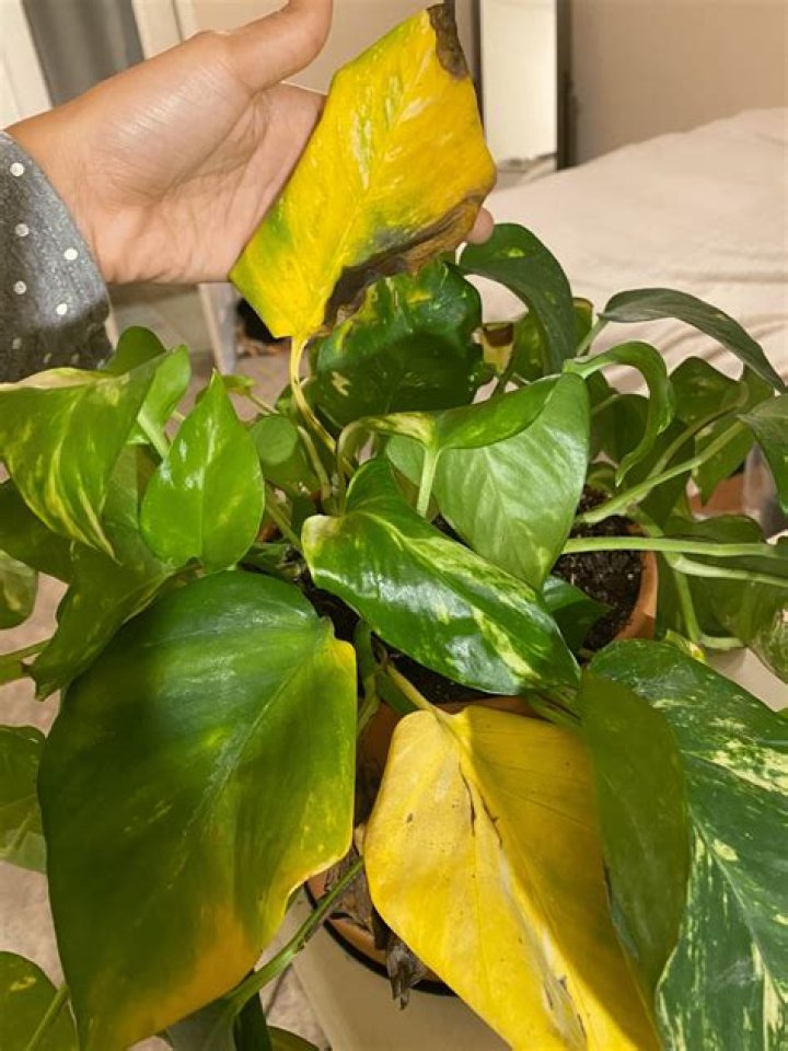 why are my pothos leaves turning yellow