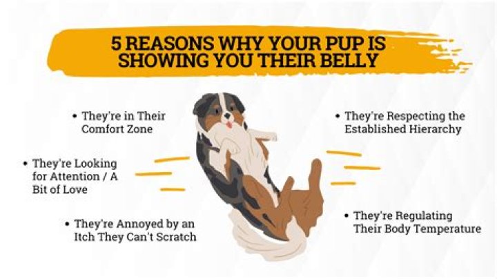why do dogs like their belly rubbed
