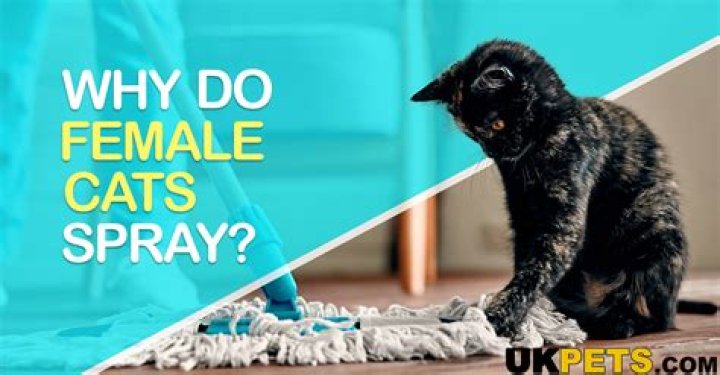 why do female cats spray