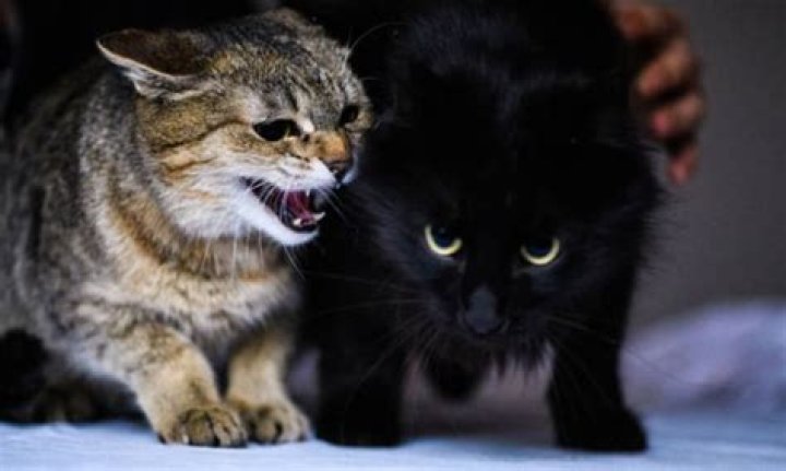 why is my cat aggressive all of a sudden